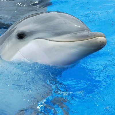 Laika_09's profile picture