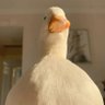 Profilbild von oah uny