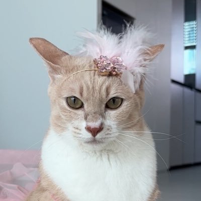 봄BOM's profile picture