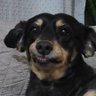 canino negro's profile picture