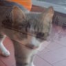 El Fotoliptófono🐦's profile picture