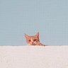 dot.🦊🍅's profile picture