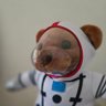 Profilbild von Dr. Kit da Kat ๐ฅฐ