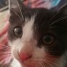 Profilbild von Bazz