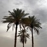 أحمد الإبراهيمي 的头像