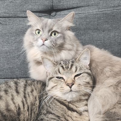 ナズナとスズナ🌱's profile picture