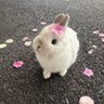 Chikino 🐇's profile picture