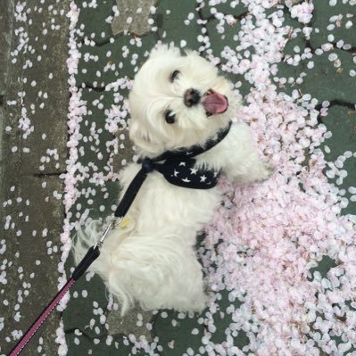 하루, 이틀, 사흘, 나흘, 그리고 닷새's profile picture