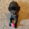 Emmathesouthernpup's profile picture