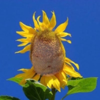 おなぱつ's profile picture