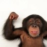Flatulent Chimp 的头像