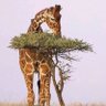 Hakuna Matata Kenya's profile picture