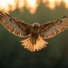 Tomohiko Kono profil fotoğrafı