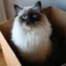 Фото профиля Tobe the cat. Erwin Schrodinger wants me dead.