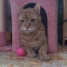Furu's profile picture