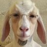 Profilbild von bhlshs