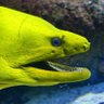 Eel gang's profile picture