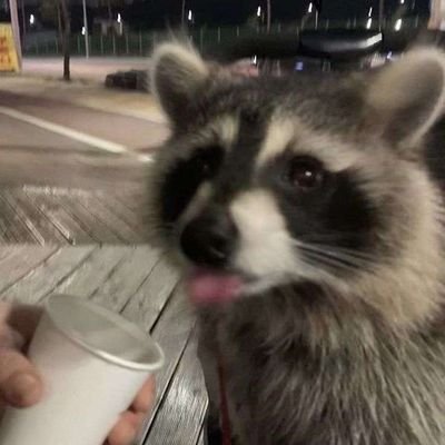 silly raccoons & pandas's profile picture