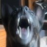 Dead-Pup's profile picture