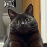 Mojo 🖤's profile picture