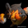 Фото профиля จุ๊กกรู้