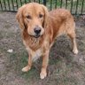 Golden Retriever Supremacist's profile picture