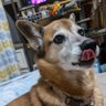 ﾟ*.·̩͙꒰ঌ苺໒꒱·̩͙.* ﾟ 的头像