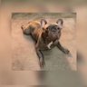 Profilbild von Quietdog🖤🖤