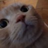 BLUE🐱猫好き🐾肉球建築士🐈CIVIC FK7's profile picture