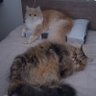 あちゃ profil fotoğrafı