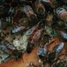 Фото профиля Paul Maxwell