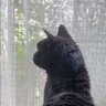 黒猫 ミカ ☔️ 🐈‍⬛🐾🐾 的头像
