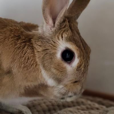 앨빈과 마리는 토끼's profile picture