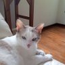 Sol E. Castellano's profile picture