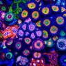 Zoa 的头像