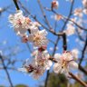 Фото профиля もこもこ