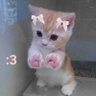 🐈's profile picture
