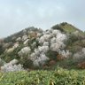 スミカ🍀こころべ（yoshinari） 的头像