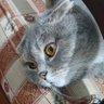 The Oğuz profil fotoğrafı