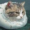 TONY爱交易猫猫's profile picture