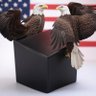 blackbox's profile picture