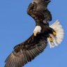 haamilton73's profile picture