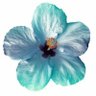 sara banoo's profile picture