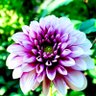 ゆこゆこ profil fotoğrafı