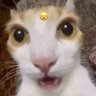 pau profil fotoğrafı