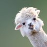Vitu profil fotoğrafı