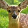 Profilbild von シカ🦌S&P500