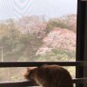 ちょげぴー's profile picture