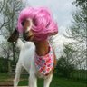 Profilbild von emile the goat