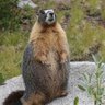 Lazy Marmot profil fotoğrafı